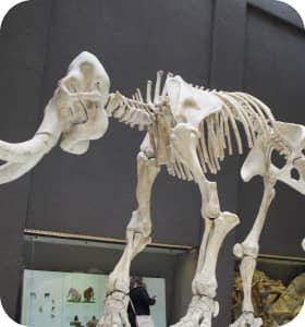a large skeleton of a mammoth
