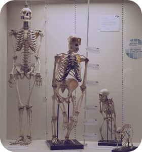 an exhibit of four different skeletons from monkeys to human, showing evolution